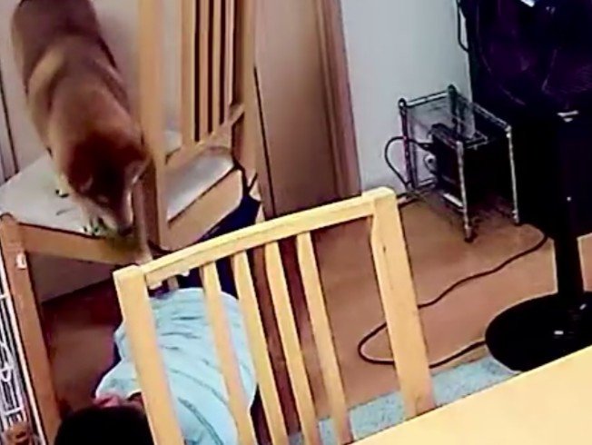 意図を汲んだむぎまるちゃん