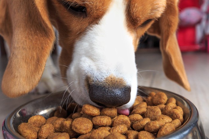 ごはんを食べる犬