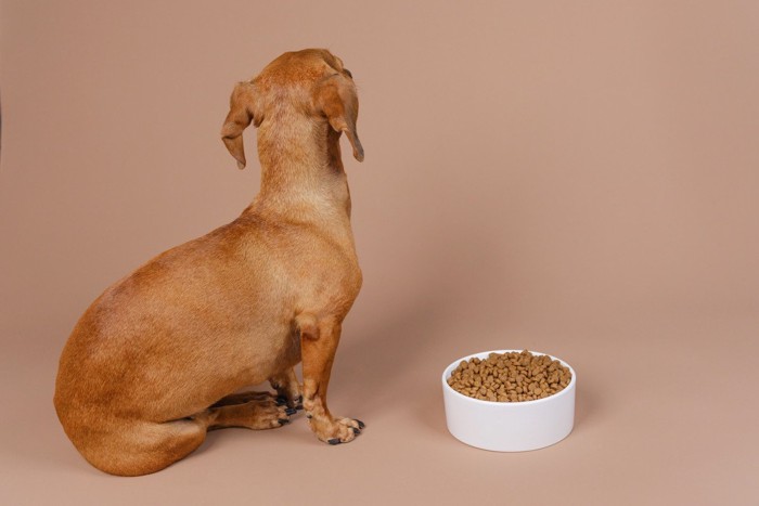 そっぽを向く犬