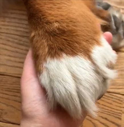 手のひら