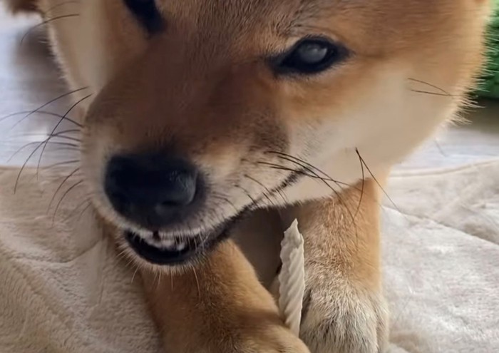 ガムをかむ犬