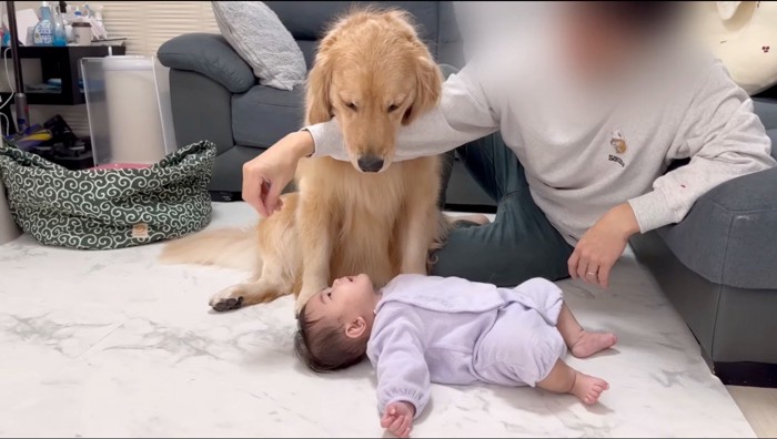 飼い主の腕にあごを乗せて、赤ちゃんの顔を見つめるゴールデンレトリバー