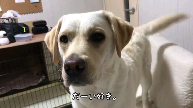 だーい好き。～字幕