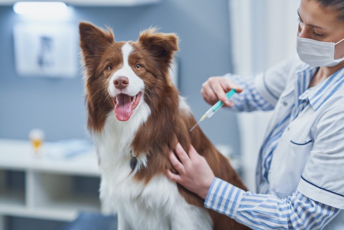 注射される犬