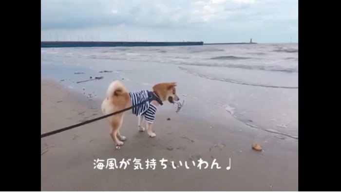 海風が気持ちいい様子の写真