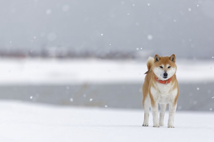 雪の中を歩く柴犬