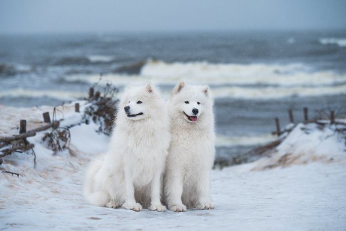 雪景色の中の2頭のサモエド