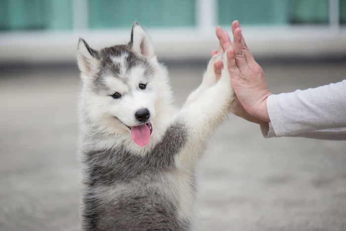 人と手を合わせるハスキーの子犬