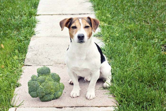 ブロッコリーの横でお座りする犬