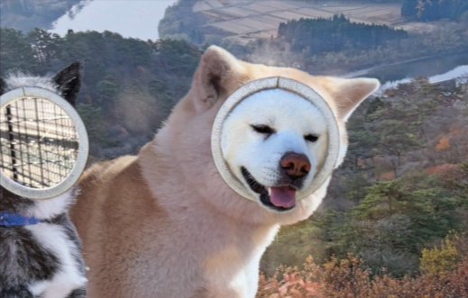 ご本犬