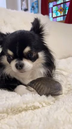 ヒヅメを抱えて横に視線を向ける犬