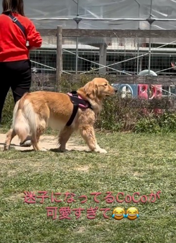 歩き回る犬