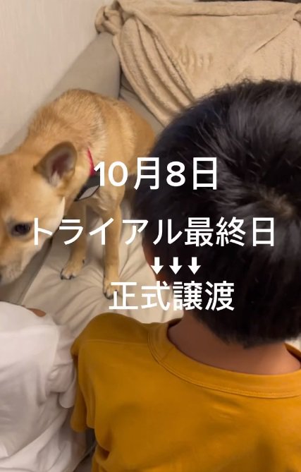 正式譲渡が決まったぽのちゃん