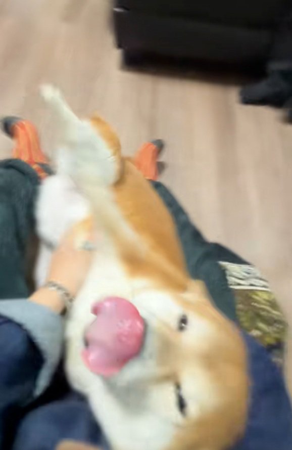 耳が消えたコムギックスさん