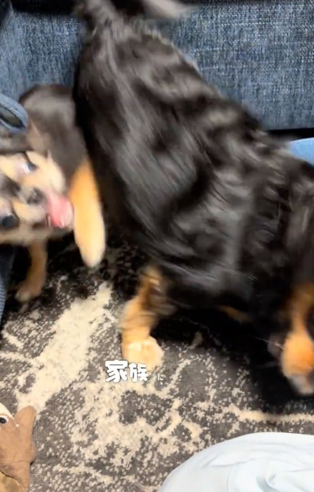 暴れながら遊ぶ犬たち