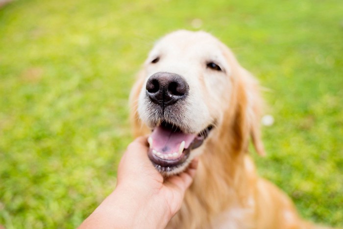 犬の顎の下を撫でる