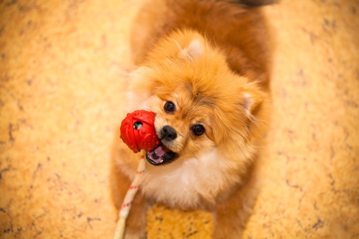 おもちゃで遊ぶ犬