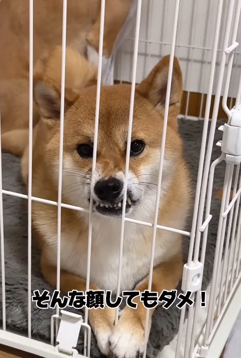 不満を訴える柴犬