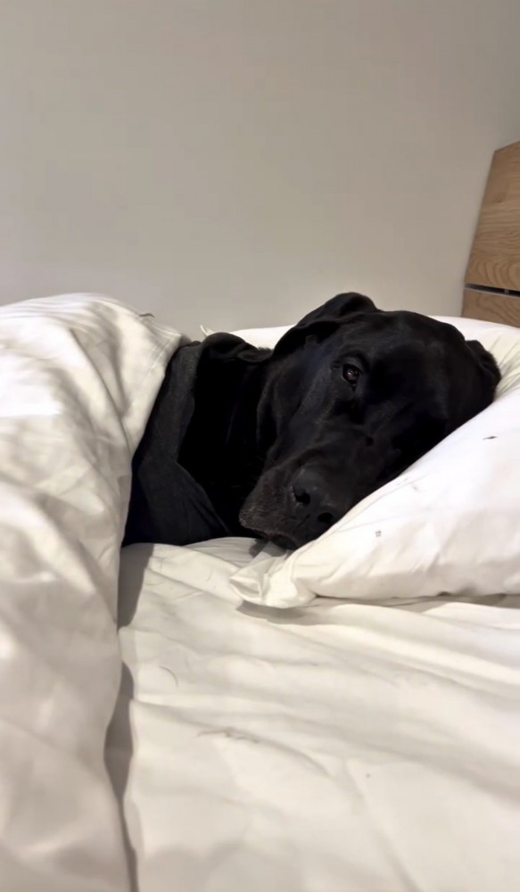 枕で横になる犬
