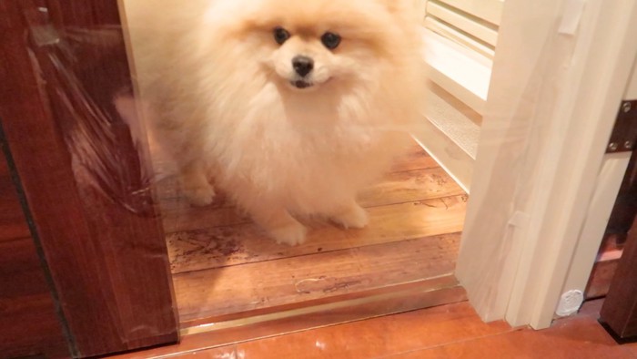 立ち止まるモチちゃん