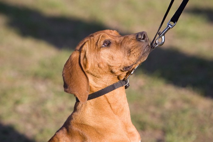 リードを引っ張られている犬