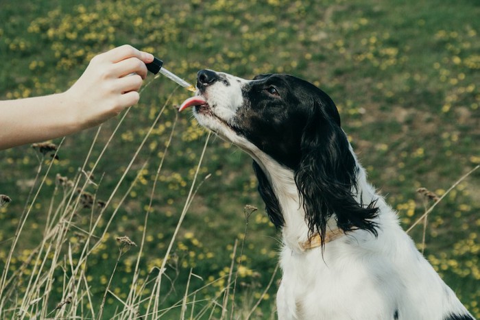 スポイトでオイルを与えられている犬