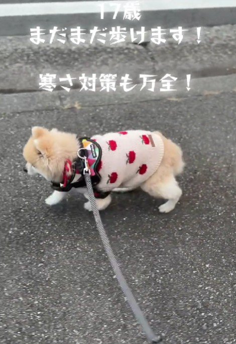 せつ子ちゃんは17歳