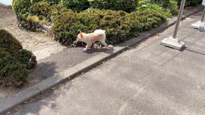 穏やかな時間が流れる朝散歩