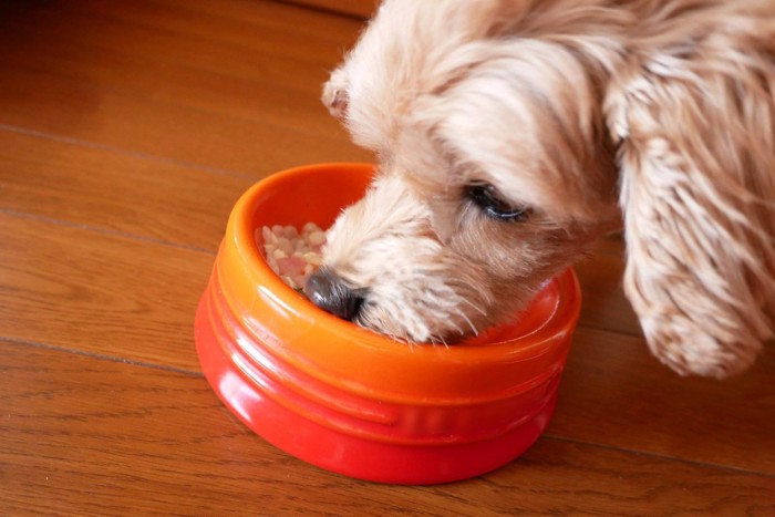 ご飯を食べている犬