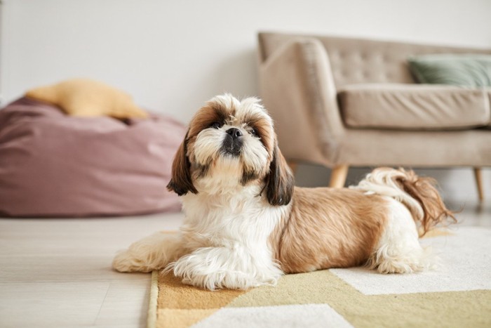 カーペットの上でくつろぐ犬