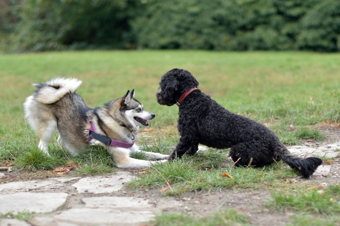プードル系の犬を遊びに誘うハスキー系の犬