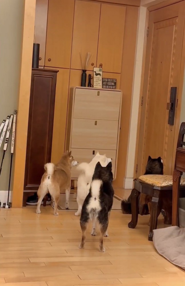 ドアを見つめる4匹の犬
