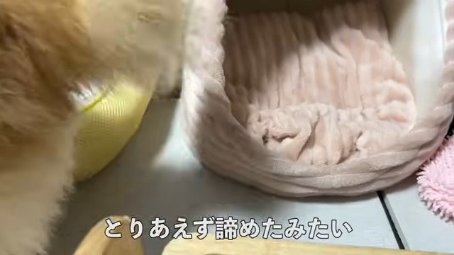 ハウスから出る犬