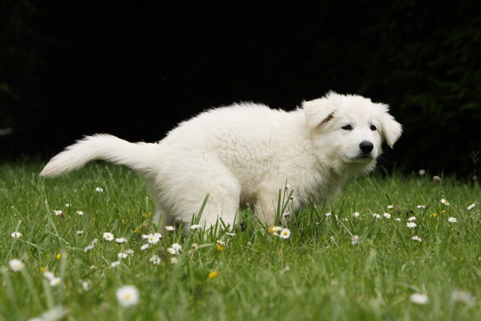 排泄中、白い子犬