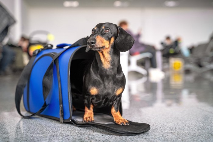 キャリーケースから出る犬