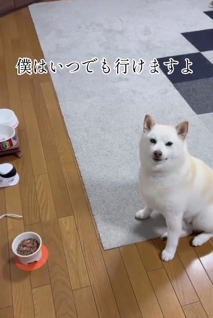 柴犬の銀くん