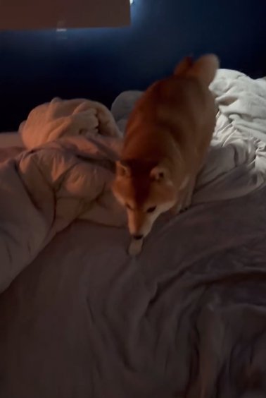 ベッドからゆっくり降りる柴犬