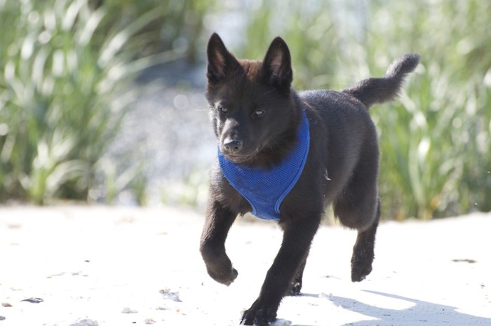 青いハーネスをつけた甲斐犬のパピー