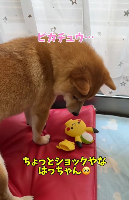 おもちゃが壊れて悲し気な柴犬