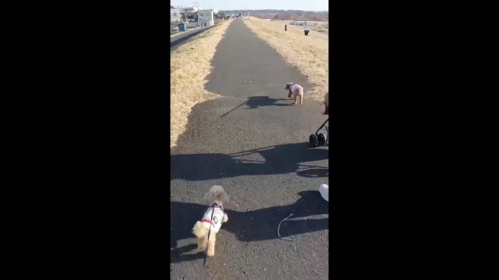 お散歩に行くのも一緒