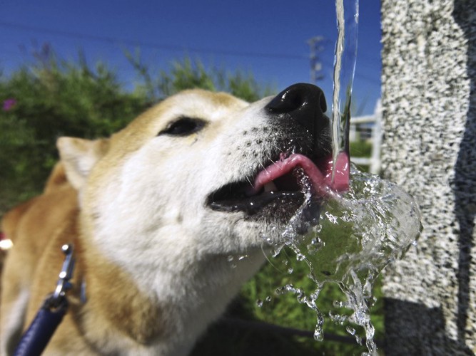 水を飲む犬