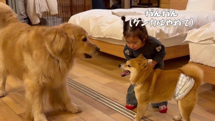 「わんわん！」