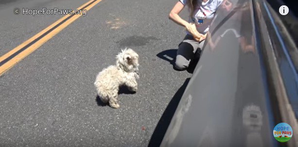 食べ物に寄ってきた犬