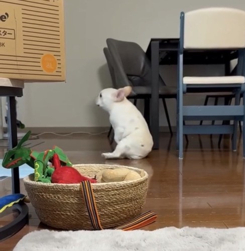 体を横に向ける犬