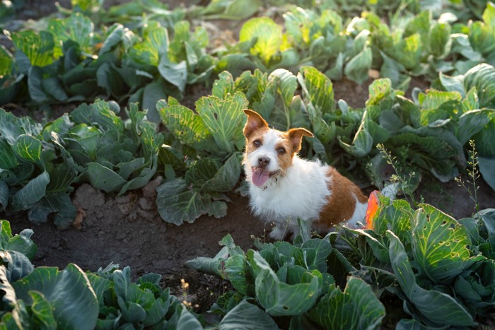 屋外のキャベツ畑に座っている犬