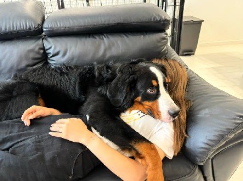 犬に乗っかられながらソファで眠る女性