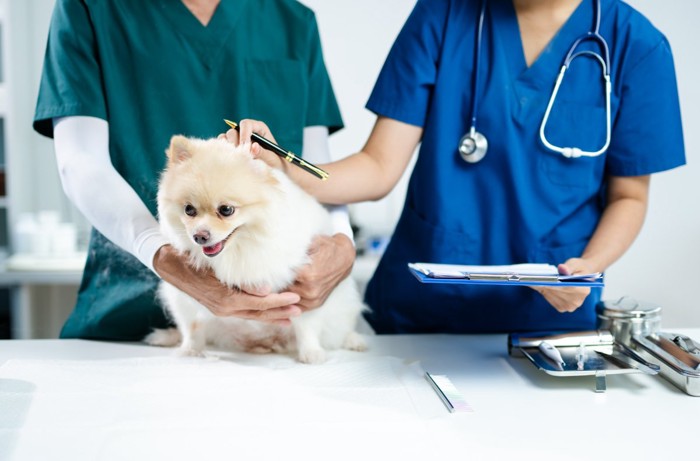 健康診断を受ける犬