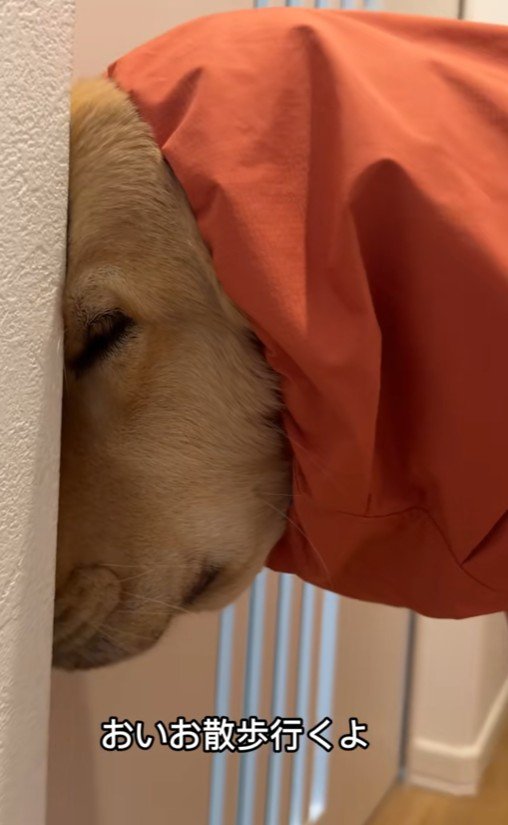 お散歩に誘っても…