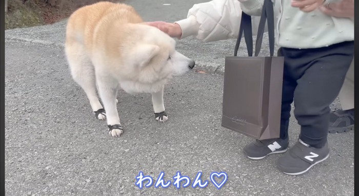 柴犬に近づく男の子
