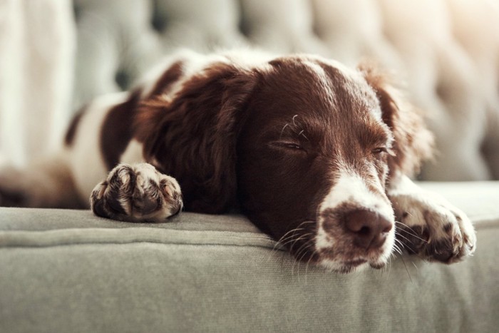 薄目を開けてうとうとする犬